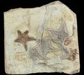 Plate Of Rare Cretaceous Starfish (Betelgeusia) - Morocco #46479-1